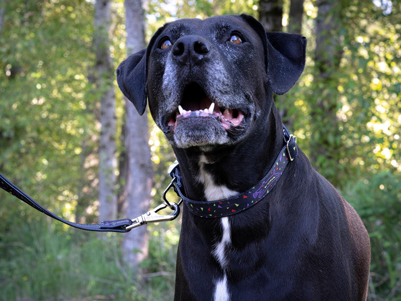 Collier pour chien Kona Cycle